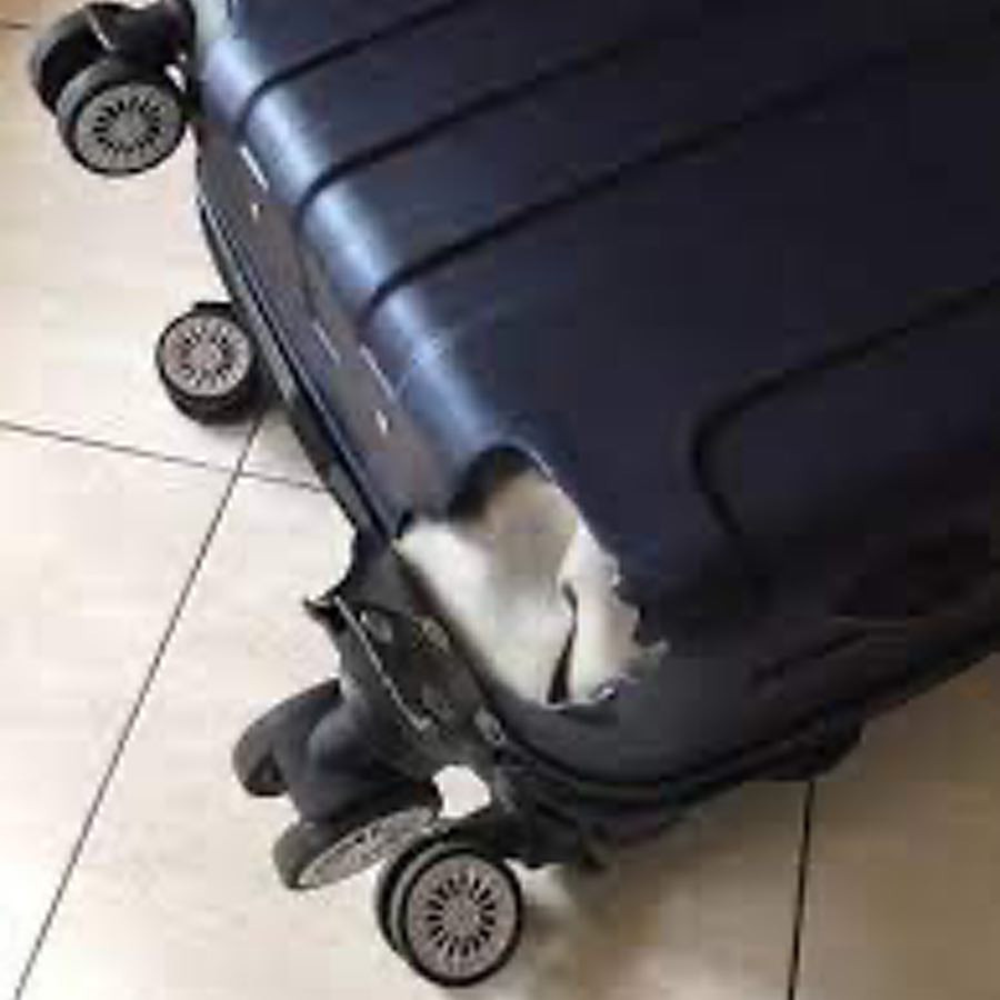 Evaluation Devis Certificat d'Irréparabilité ou Conseil (pour 1 bagage) Evaluation Devis Certificat d'Irréparabilité ou Conseil (pour 1 bagage)